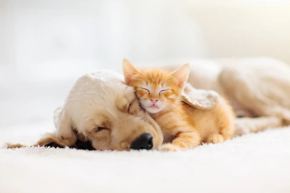 Pet Supplies